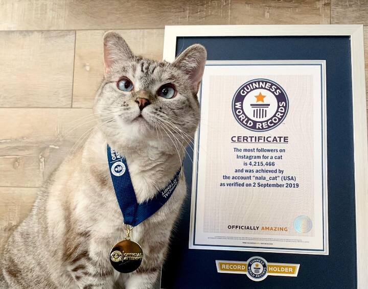 नाला सोशल मीडियावरील जाहिरातींमधून पैसे कमावते. नाला सियामी पर्शियन मिक्स जातीची मांजर आहे. नाला या मांजरीची संपत्ती सुमारे 100 दशलक्ष डॉलर आहे.