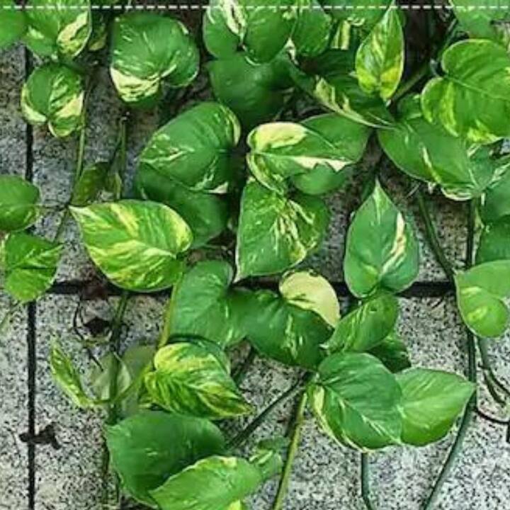 বাস্তু শাস্ত্রে যে কোনও বিষয়ে দিক নির্দেশ করা থাকে। সেই অনুযায়ী, বাস্তু শাস্ত্র বলছে, মানি প্ল্যান্ট কখনো উত্তর-পূর্ব দিকে রাখবেন না। এমনটা করলে বাড়ির সদস্যকে আর্থিক সমস্যার মোকাবিলা করতে হতে পারে।