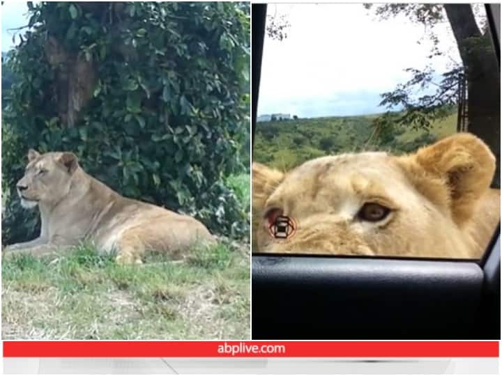 lioness suddenly opened the door of the tourists car Video: शेरनी ने अचानक खोल दिया पर्यटकों के कार का दरवाजा, सांसें अटका देगा वीडियो