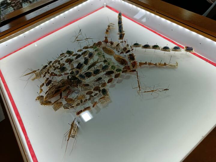 प्राणीशास्त्र सर्वेक्षण विभागाच्या पुणे विभागाच्या स्टॉलवर काचेच्या बंद डब्यात किटकांच्या विविध प्रजाती दर्शनीभागात लावण्यात आल्या आहेत.