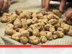 Most Expensive Mushroom: यह हैं दुनिया के सबसे महंगे मशरूम, एडवांस में बुकिंग होती है और लाखों का मुनाफा देते हैं
