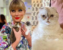 Taylor Swift's Cat : कोट्यधीश मांजर! टेलर स्विफ्टची मांजर Olivia Benson 800 कोटीची मालकीण
