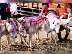 Jejuri: जेजुरीत भरलाय गाढवांचा बाजार; कोट्यवधींची उलाढाल