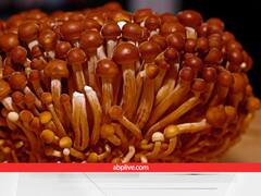 Most Expensive Mushroom: यह हैं दुनिया के सबसे महंगे मशरूम, एडवांस में बुकिंग होती है और लाखों का मुनाफा देते हैं