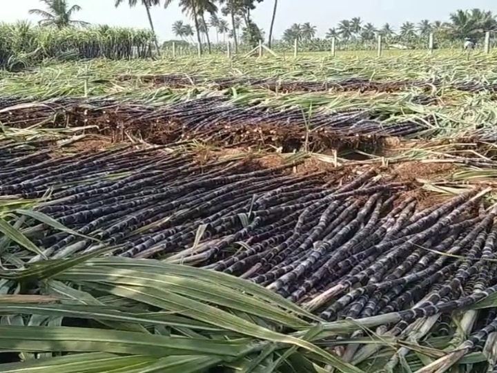 பொங்கல் தொகுப்பில் வழங்கப்படும் கரும்பு கொள்முதல், விலை குறித்து சேலம்  ஆட்சியர் ஆய்வு