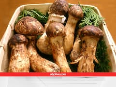Most Expensive Mushroom: यह हैं दुनिया के सबसे महंगे मशरूम, एडवांस में बुकिंग होती है और लाखों का मुनाफा देते हैं