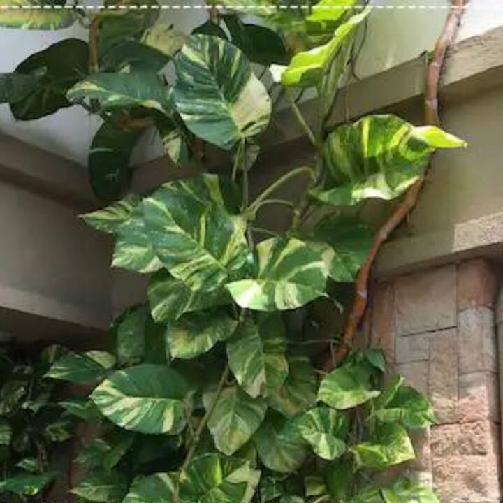 মানি প্ল্যান্ট সবসময় দক্ষিণ-পূর্ব দিকে বসান। কারণ, এই দিকটাকে ভগবান গণেশের দিক বলে মনে করা হয়। তাই বিশেষ এই দিকটাতে মানি প্ল্যান্ট বসালে ঘরে সুখ-সমৃদ্ধি বজায় থাকে।