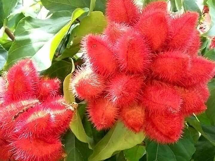 Do you know sindoor also grows on trees and is used in this way कैसे उगता है सिंदूर का पौधा...फिर उसके बीज से इस तरह बनता है सिंदूर