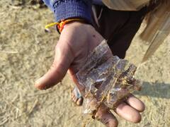 In Pics: राजस्थान में शीतलहर के कारण थमा जीवन, खेतों में जमने लगीं ओस की बूंदें, देखें तस्वीरें