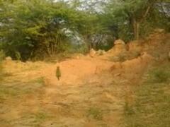 दिल्ली में असोला के जंगलों में दिखे तेंदुए के दो बच्चे, सुरक्षा में लगातार पेट्रोलिंग कर रहे वनकर्मी