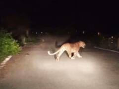 बिहार: खेत में काम कर रही दो महिलाओं पर सीतामढ़ी में तेंदुआ ने किया हमला, दोनों की हालत गंभीर