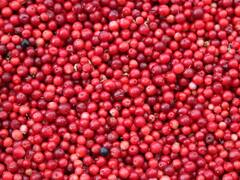 Goji Berry Benefits: கோஜி பெர்ரி பழத்தின் நன்மைகள் என்ன தெரியுமா?