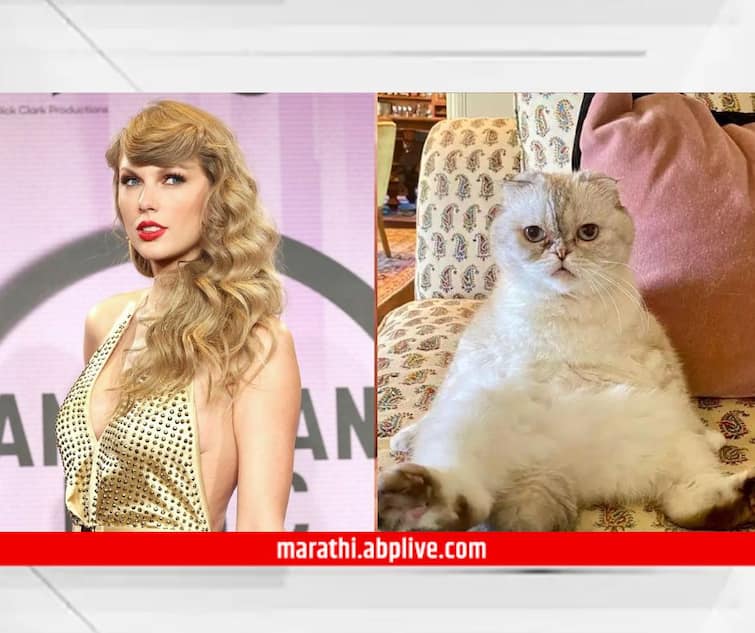 Taylor Swift cat becomes world 3rd wealthiest pet with net worth of 97 million dollor who is richer than Olivia Benson Taylor Swift's Cat : कोट्यधीश मांजर, संपत्ती 800 कोटी; टेलर स्विफ्टची मांजर Olivia जगातील श्रीमंत प्राण्यांमध्ये तिसऱ्या क्रमांकावर