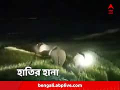 হাতির হানায় তছনছ চাষের জমি, গড়বেতায় মাথায় হাত কৃষকদের