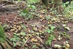 Photo : तळकोकणात सुपारीवर गळ रोगाचा प्रादुर्भाव, शेतकऱ्यांचं मोठं नुकसान