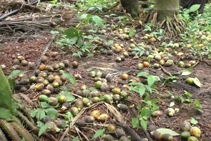तळकोकणात सुपारीवर गळ रोगाचा प्रादुर्भाव झाला आहे. त्यामुळं तेथील शेतकरी चिंतेत आहेत. मोठे पिकाचं नुकसान झालं आहे.