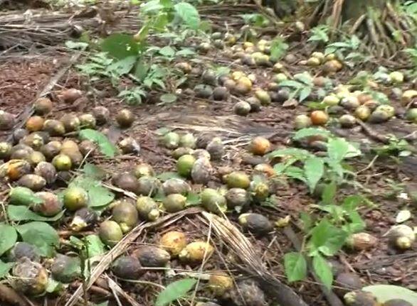 सावंतवाडी, दोडामार्ग आणि वेंगुर्ला या तालुक्यांमध्ये सुपारी पिकाचे मोठ्या प्रमाणात उत्पादन घेतलं जाते. मात्र, यावर्षी मोठ्या प्रमाणात सुपारीवर गळ रोगाचा प्रादुर्भाव झाला आहे.