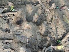 सुकमा में गांव के पास मिले बाघ के पंजों के निशान, दहशत से कर्फ्यू जैसे हालात, वन विभाग ने दी ये सलाह