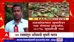 Sindhudurg Supari : तळकोकणात सुपारीवर गळ रोगाचा प्रादुर्भाव,बागायतदारांच्या चिंतेत वाढ : ABP Majha