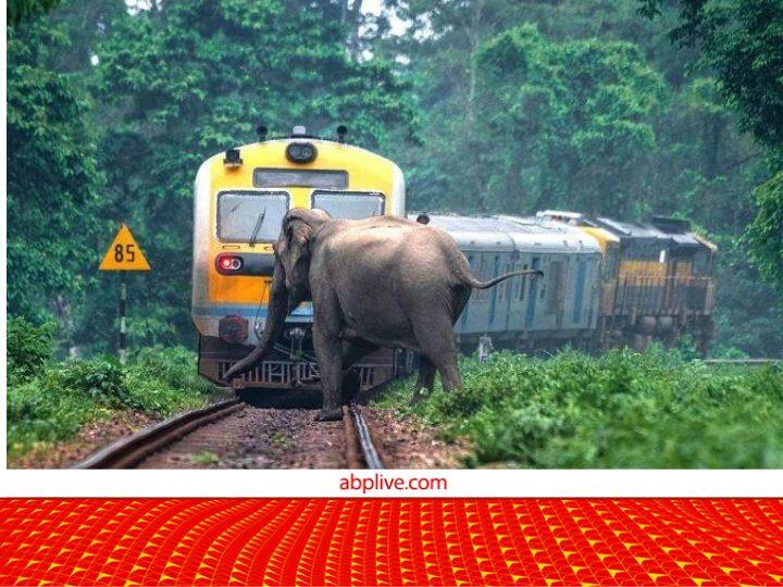 63 thousand animals died on the railway track study says रेल की पटरी पर हुई 63 हजार जानवरों की मौत, पढ़िए क्या कहते हैं आंकड़े