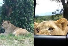 Video: ਸ਼ੇਰਨੀ ਨੇ ਅਚਾਨਕ ਖੋਲ੍ਹਿਆ ਸੈਲਾਨੀਆਂ ਦੀ ਕਾਰ ਦਾ ਦਰਵਾਜ਼ਾ, ਵੀਡੀਓ ਦੇਖ  ਉੱਡ ਜਾਣਗੇ ਤੁਹਾਡੇ ਹੋਸ਼