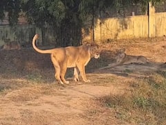 गुजरात: अमरेली इलाके में चहलकदमी कर रहे थए शेर-शेरनी, खुले कुएं में गिरे, डूबने से मौत