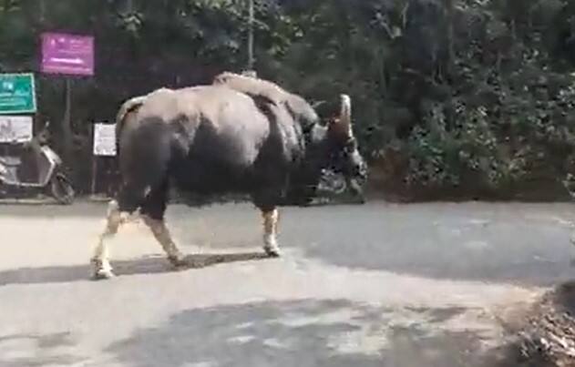 त्यांच्या या मुक्तसंचारामुळे परिसरात शुकशुकाट पसरतो.