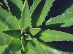 How To Reduce Belly Fat: या हेल्दी ड्रिंकने कमी होईल पोटाची चरबी; जाणून घ्या!