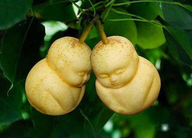 Fruit Mould नाम की एक कंपनी है. यह कंपनी फलों और सब्जियों को अजीबो-गरीब और मनचाहा आकार देने का काम करती है. यहां कद्दू, सेब, तरबूज, खीरा आदि कई तरह के फलों को Customized Shape दिया जाता है.