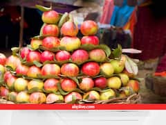 दुनियाभर में कायम है इलाहाबादी अमरूद की बादशाहत, अकबर के जमाने से कायम है इसकी अनोखी मिठास