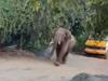 கிராமத்திற்குள் நுழைந்த காட்டு யானை: அலறி அடித்து ஓடிய வாகன ஓட்டிகள்! வனத்துறை எச்சரிக்கை!