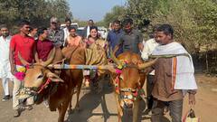 मेळघाट दौऱ्यावर असलेल्या नवनीत राणांची बैलगाडी सवारी, पाहा फोटो