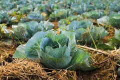 Cabbage: थंडीत कोबी जरूर खा, शरीर कतरिना कैफप्रमाणे फिट राहील