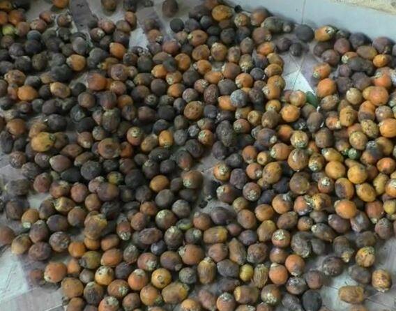 सुपारीवर गळ रोगाचा प्रादुर्भाव झाला आहे. सध्याा सुपारी पिकाची मोठ्या प्रमाणात गळ होत असल्यानं शेतकरी चिंतेत आहेत.