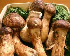 Most Expensive Mushroom: દુનિયાના સૌથી મોંઘા મશરૂમ જેનું કરાવવું પડે છે એડવાંસ બુકિંગ, ભાવ છે લાખોમાં