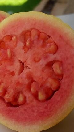 Guava Benefits : हिवाळ्यात पेरू खाणं आरोग्यासाठी गुणकारी; पाहा आश्चर्यकारक फायदे