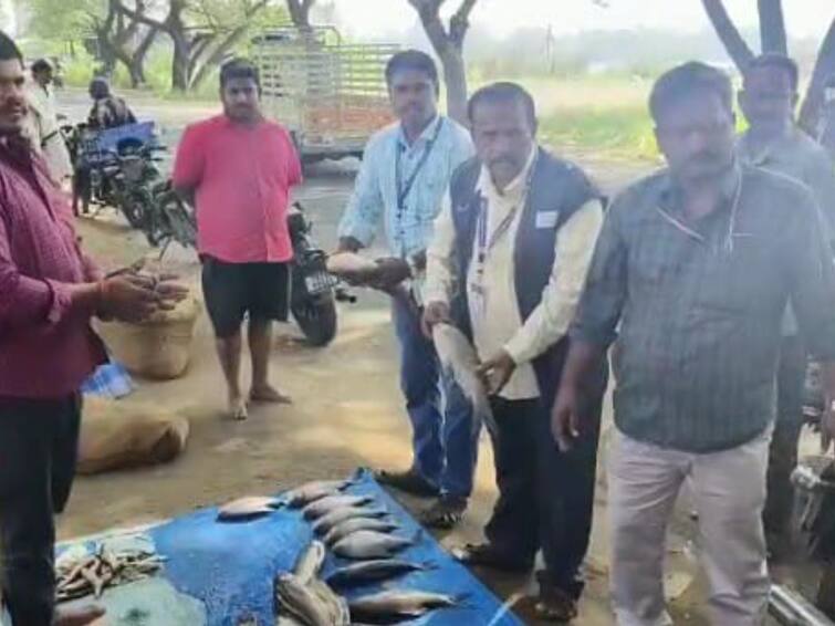 District Food Safety Department officials conducted a surprise inspection at Pennagaram Fish Market at Dharmapuri TNN பென்னாகரம் மீன் மார்க்கெட்டில்  உணவு பாதுகாப்பு அதிகாரிகள் திடீர் ஆய்வு