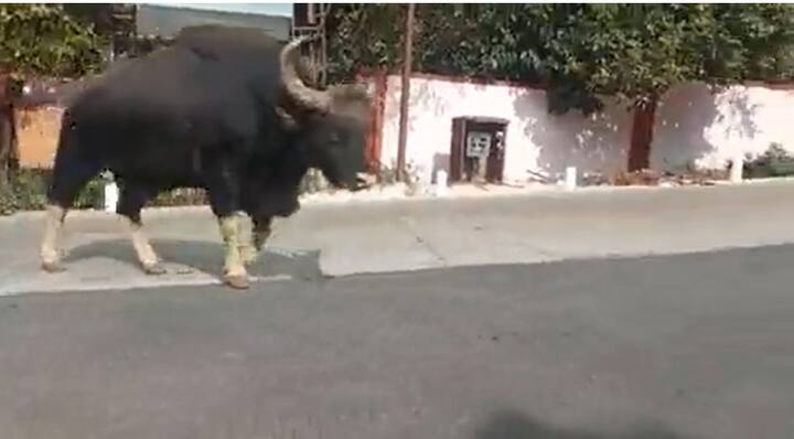 परिसरातील स्ट्रॉबेरीचे पीक हे त्यांचं खास खाद्य आहे. त्यामुळे या गव्यांचा मुक्तसंचार पहायला मिळतो.