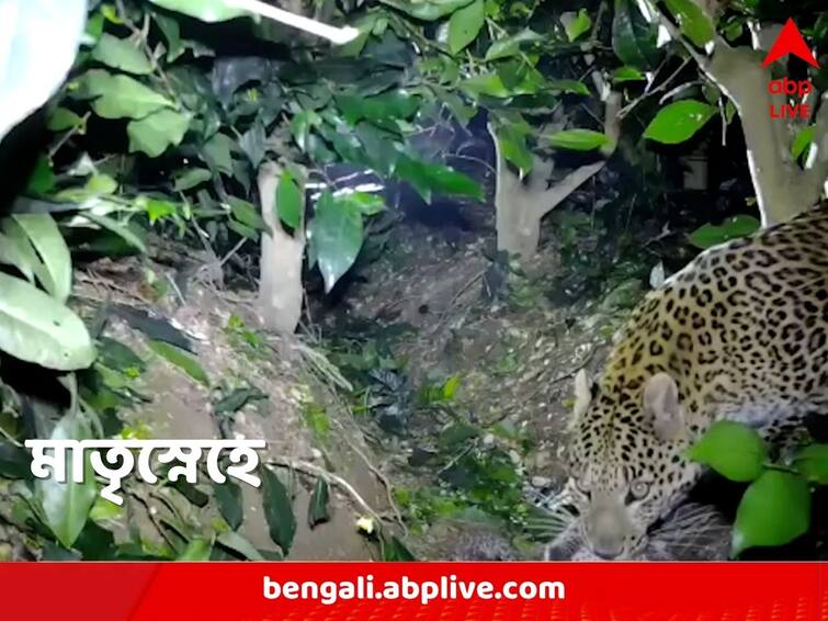 Darjeeling Bagdogra baby leopards fell in drain mother rescues them after hours forest department captures the moment in camera Leopard Babies Rescued: লাফাতে লাফাতে সোজা নর্দমায় ২ চিতাবাঘ শাবক, কাটল দুপুর থেকে রাত, শেষে ঘাড় ধরে টেনে নিয়ে গেল মা