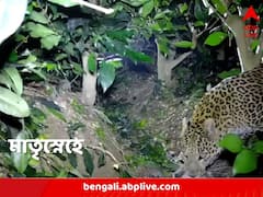 লাফাতে লাফাতে সোজা নর্দমায় ২ চিতাবাঘ শাবক, কাটল দুপুর থেকে রাত, শেষে ঘাড় ধরে টেনে নিয়ে গেল মা