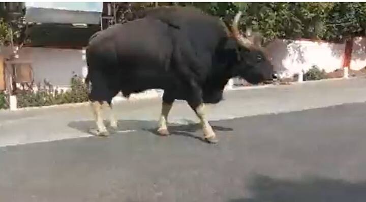 आतापर्यंत अनेकदा गव्यांचा मुक्तसंचार बघायला मिळाला आहे.