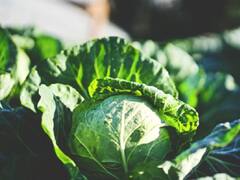 Cabbage: थंडीत कोबी जरूर खा, शरीर कतरिना कैफप्रमाणे फिट राहील