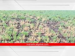 औरंगाबादच्या शेतकऱ्यांची चिंता वाढली! हरभऱ्यावर मर रोगाचा तर कपाशीवर लाल्याचा प्रादुर्भाव