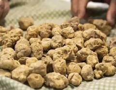 Most Expensive Mushroom: દુનિયાના સૌથી મોંઘા મશરૂમ જેનું કરાવવું પડે છે એડવાંસ બુકિંગ, ભાવ છે લાખોમાં