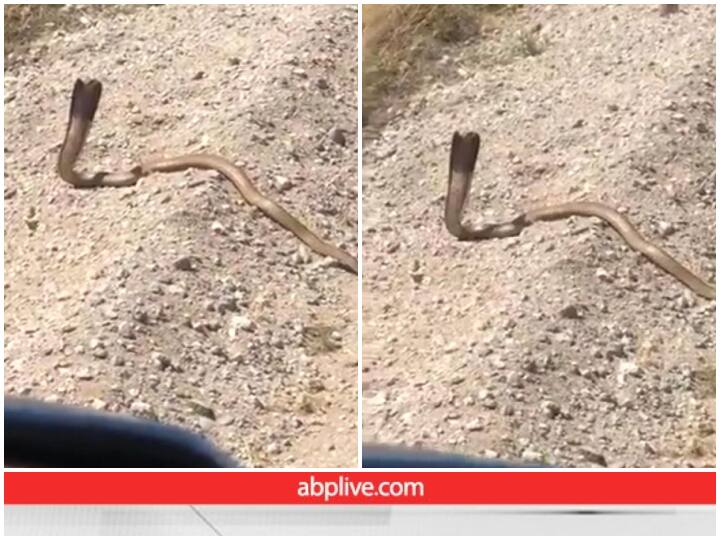 man shoots at cobra snake gets instant karma viral video बेरहम इंसान ने सांप पर दागी गोलियां, Video में देखिए कैसे तुरंत मिली कर्मों की सजा