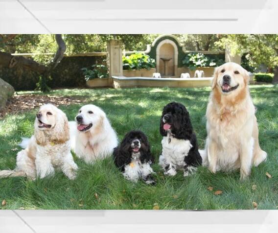 जगातील सर्वात श्रीमंत पाळीव प्राणी