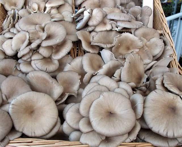 Expensive Mushroom: મશરૂમની કેટલીક જાતો અત્યંત દુર્લભ હોય છે. જે સ્વાસ્થ્ય માટે સંજીવની સમાન છે, પરંતુ તમારે તેને ખરીદવા માટે લાખો ખર્ચવા પડી શકે છે. તેમની ખેતી કરવી એ નફાકારક સોદો સાબિત થશે.