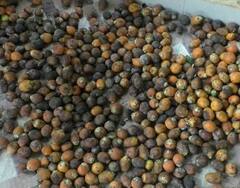 Photo : तळकोकणात सुपारीवर गळ रोगाचा प्रादुर्भाव, शेतकऱ्यांचं मोठं नुकसान