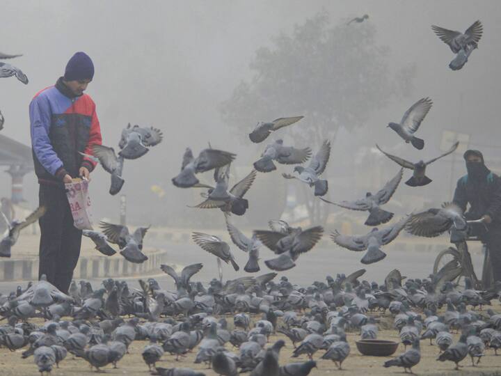 A man feeds pigeons during a cold and foggy morning, in Gurugram, Saturday, Jan. 7, 2023. (Source: PTI)