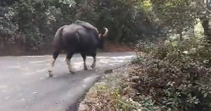 महाबळेश्वरच्या जंगल परिसरात मोठ्या प्रमाणात जंगली  गाव्यांचा  वावर पाहायला मिळतो .